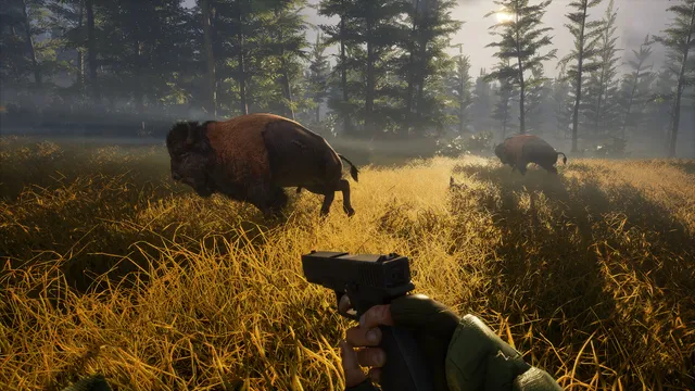 BIGFOOT screenshot: a player holding a pistol faces two bison in tall golden grass at the edge of a pine forest