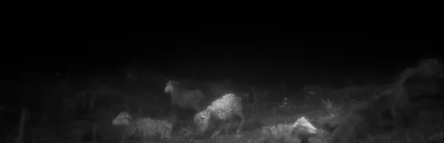 Daemonologie store art: sheep grazing in a dark, grainy black-and-white field at night