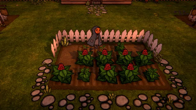 PUMPKIN PANIC: the farmer beside a fenced plot of red-berried plants ringed with stones