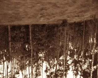 The Mouth Of The Woods cover: an upside-down sepia shot of a dense winter forest of thin birch trunks