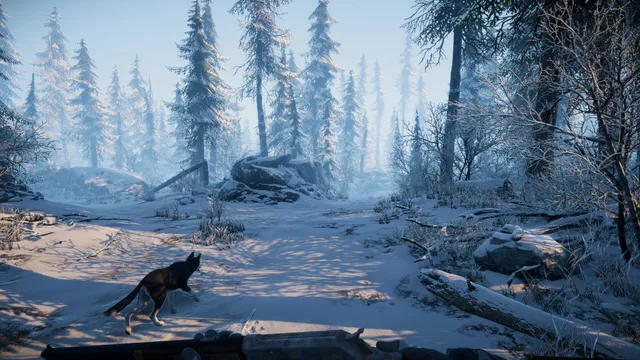 A dog follows a trail through a bright snowy clearing among pine trees