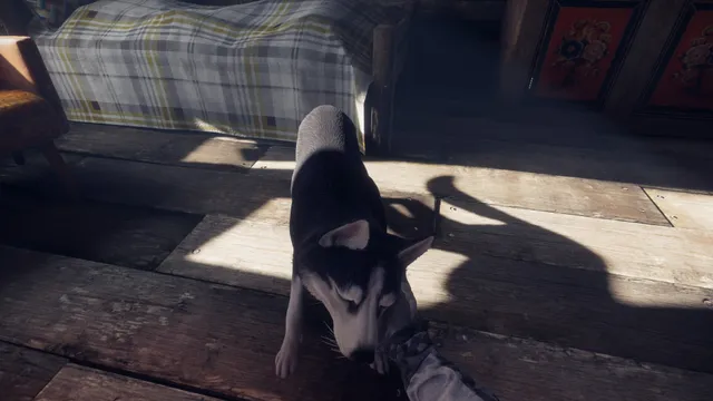 A husky looks up from the wooden floor of the cabin beside a bed